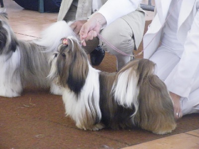 des Pommiers du Pays d'Othe - Cacib MACON