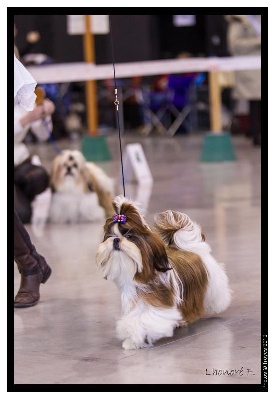 des Pommiers du Pays d'Othe - Troyes 2012