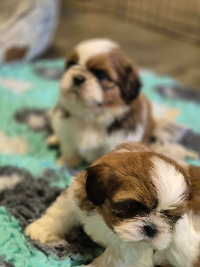 des Pommiers du Pays d'Othe - Chiot disponible  - Shih Tzu