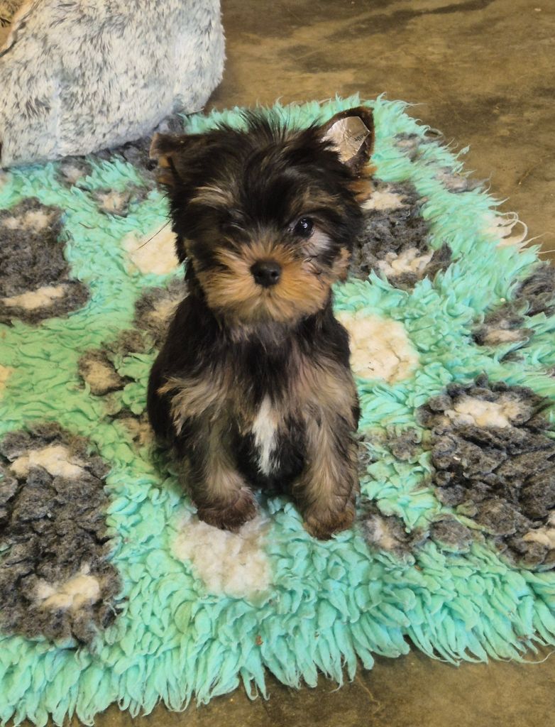 des Pommiers du Pays d'Othe - Chiot disponible  - Yorkshire Terrier