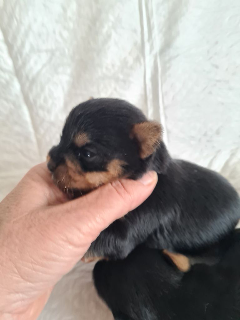 des Pommiers du Pays d'Othe - Chiot disponible  - Yorkshire Terrier