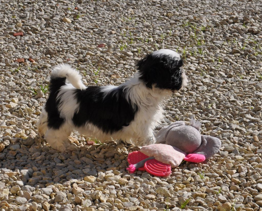 Elevage Des Pommiers Du Pays D Othe Chien - Elevage des Pommiers du Pays d'Othe - eleveur de chiens Shih Tzu