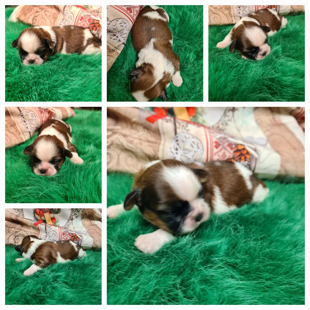 des Pommiers du Pays d'Othe - Chiot disponible  - Shih Tzu