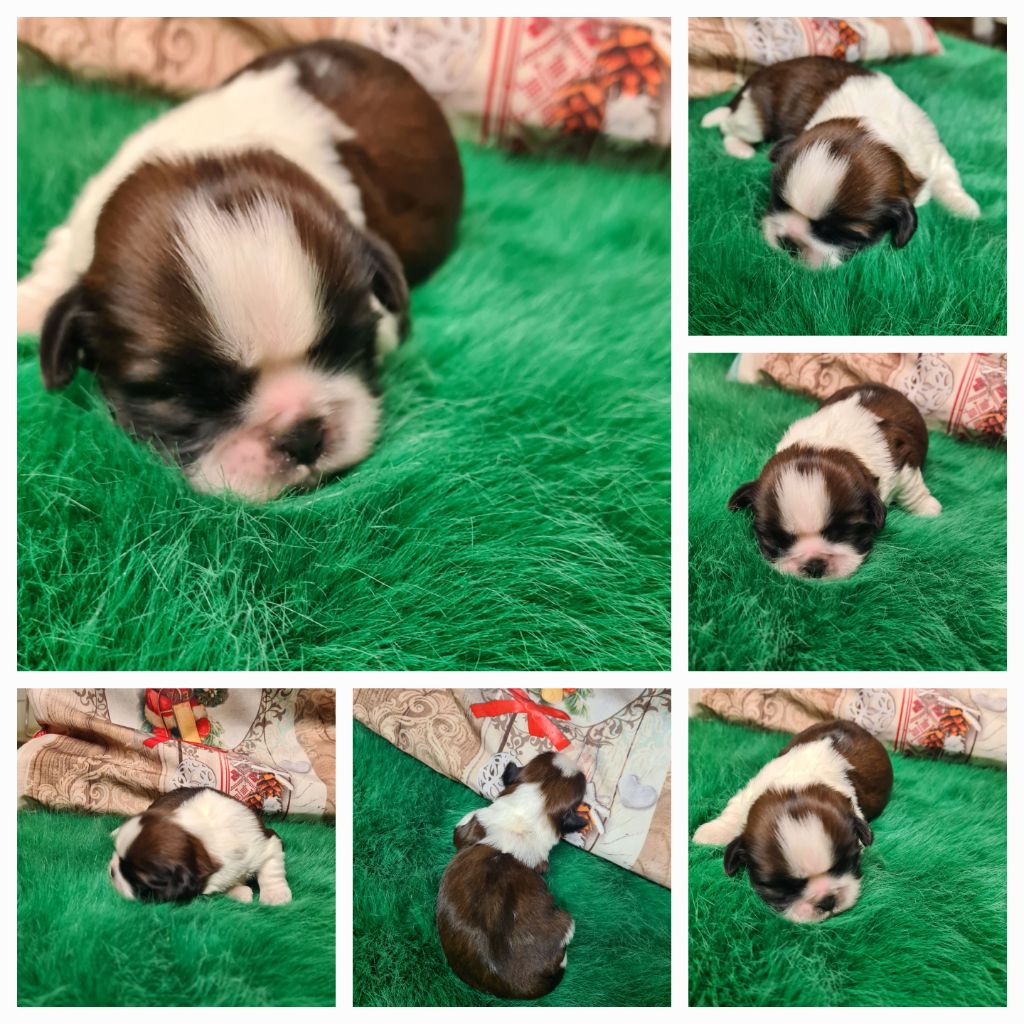 des Pommiers du Pays d'Othe - Chiot disponible  - Shih Tzu