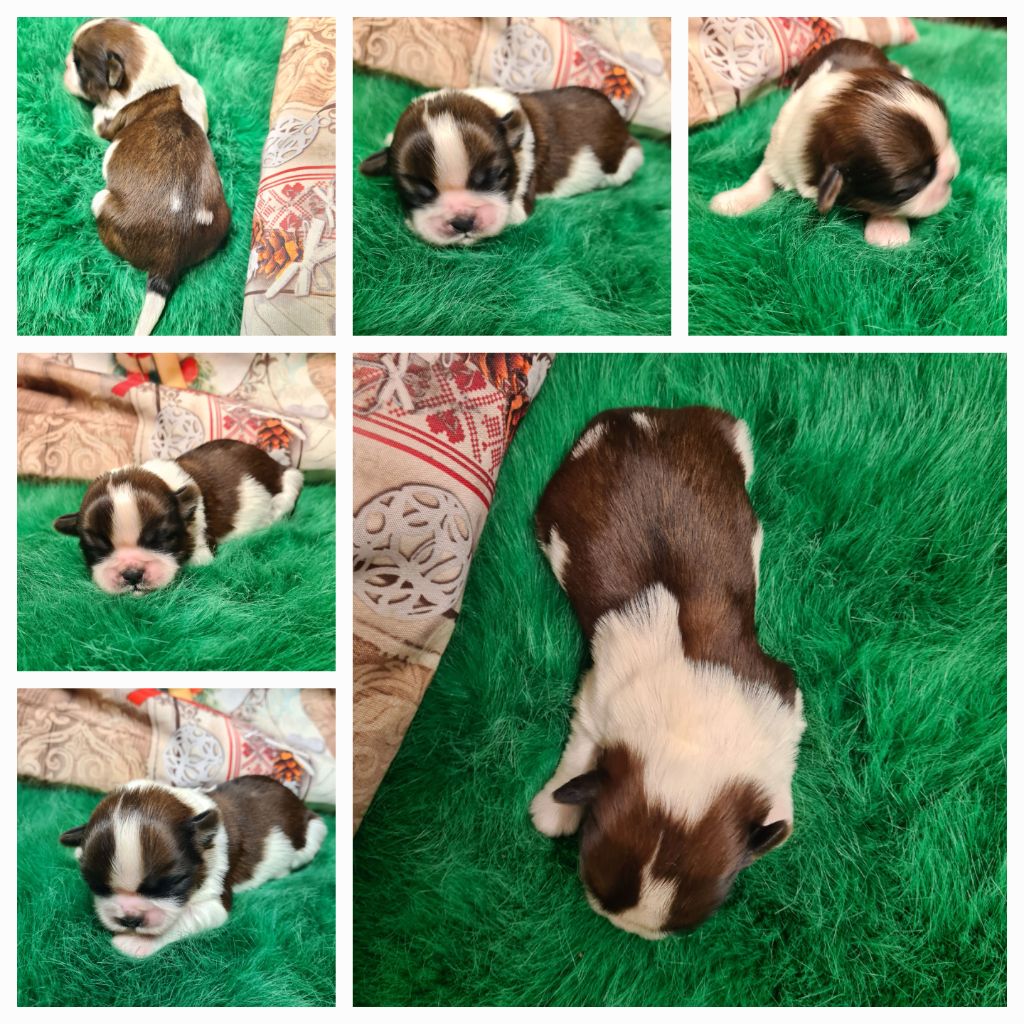 des Pommiers du Pays d'Othe - Chiot disponible  - Shih Tzu