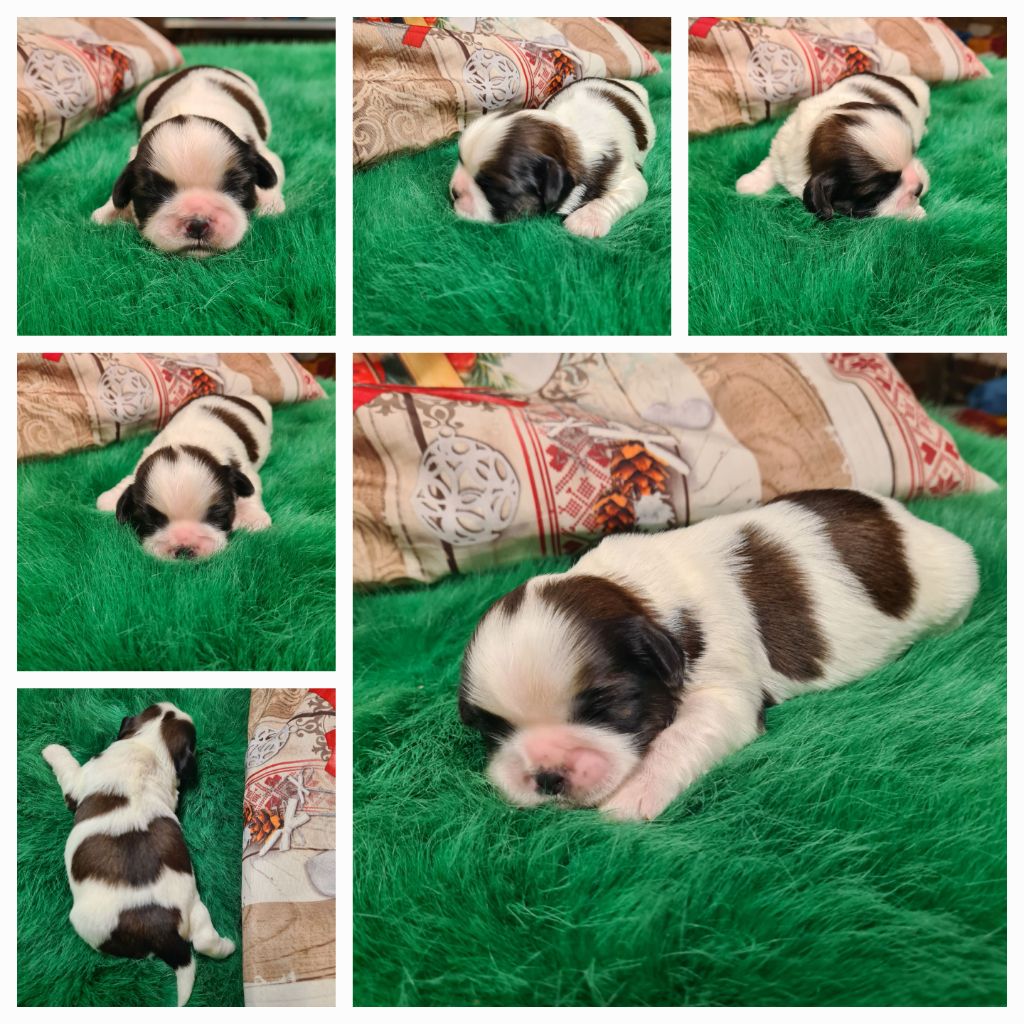 des Pommiers du Pays d'Othe - Chiot disponible  - Shih Tzu