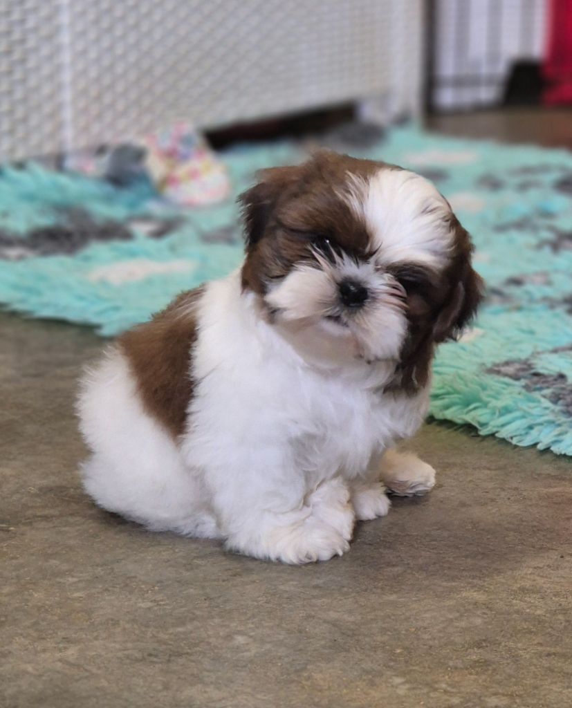 des Pommiers du Pays d'Othe - Chiot disponible  - Shih Tzu