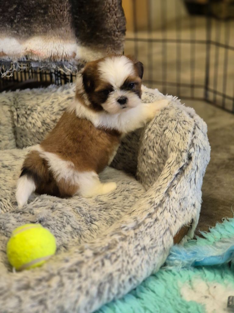 des Pommiers du Pays d'Othe - Chiot disponible  - Shih Tzu