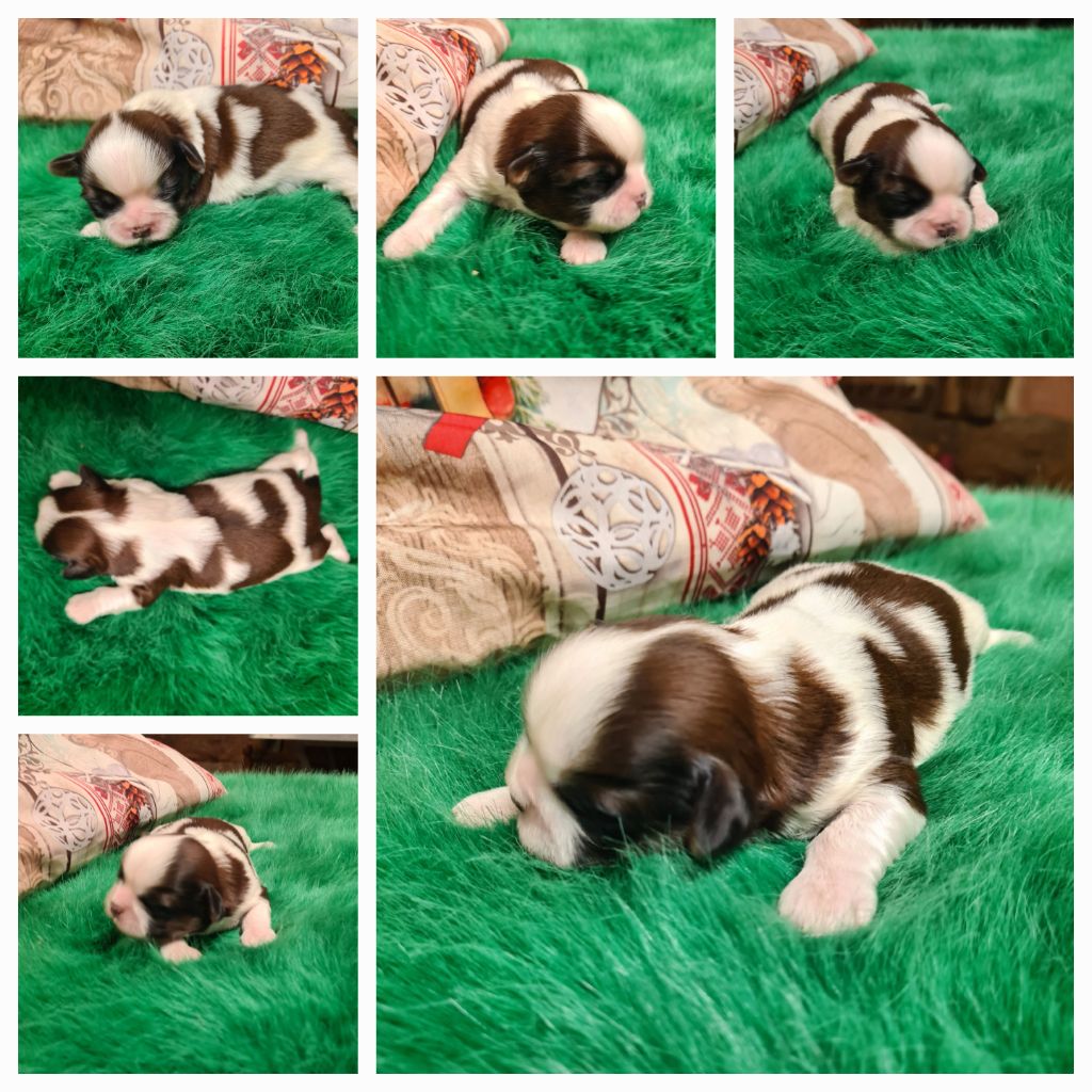 des Pommiers du Pays d'Othe - Chiot disponible  - Shih Tzu