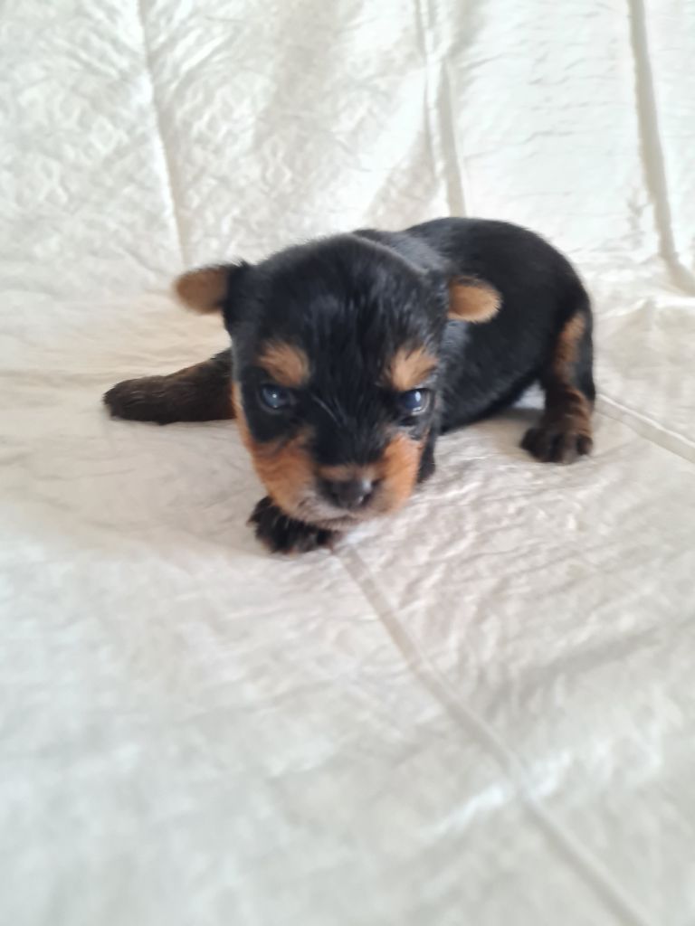 des Pommiers du Pays d'Othe - Chiot disponible  - Yorkshire Terrier