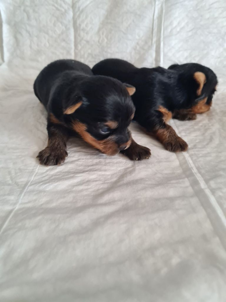 des Pommiers du Pays d'Othe - Chiot disponible  - Yorkshire Terrier