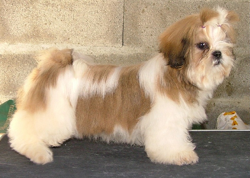 Dickyi des Pommiers du Pays d'Othe