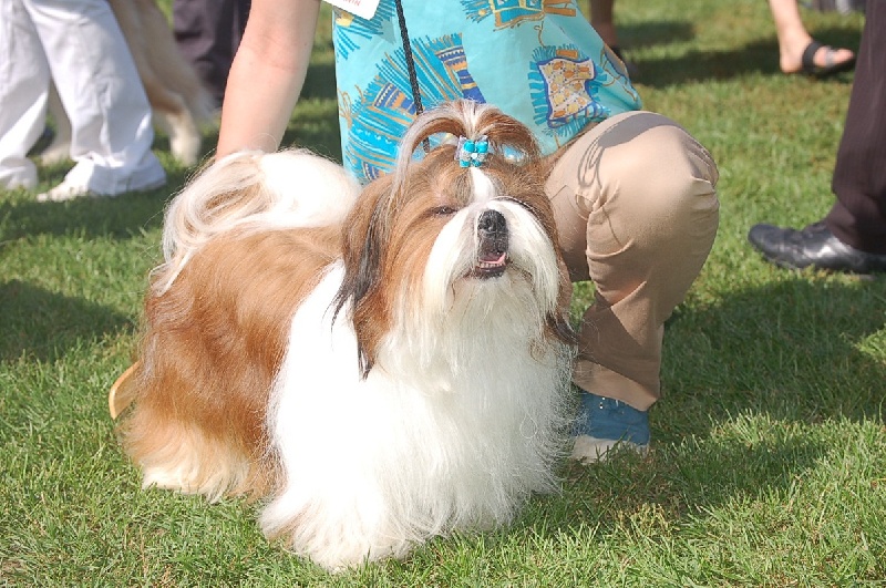 Faraon des Pommiers du Pays d'Othe