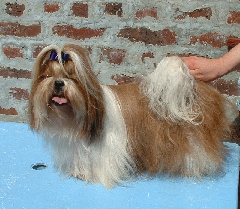 Don diego des Pommiers du Pays d'Othe