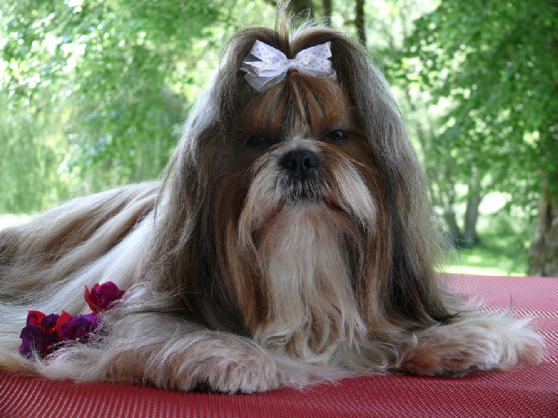 Flash-back des Pommiers du Pays d'Othe