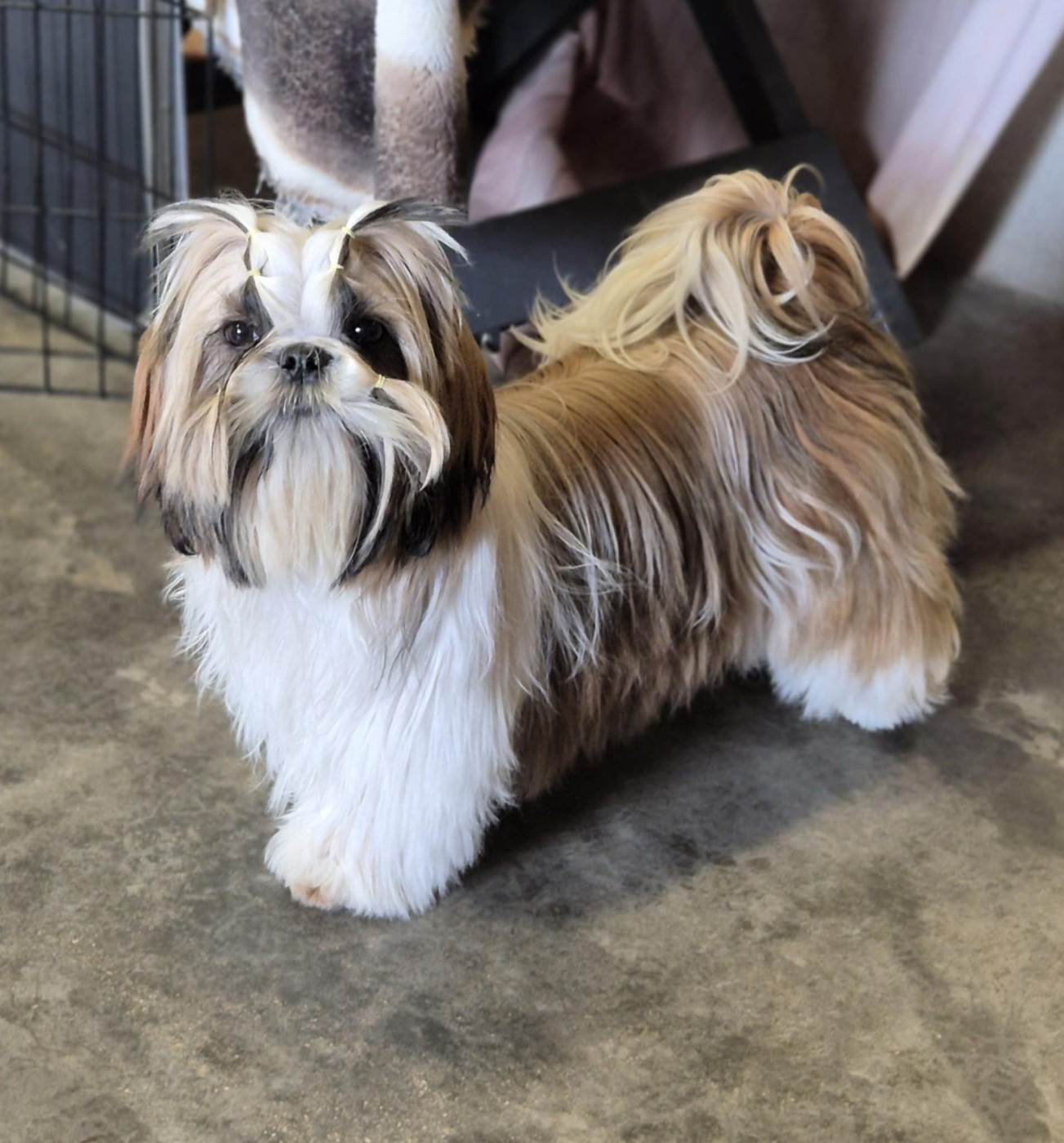 Vénus beauty love des Pommiers du Pays d'Othe