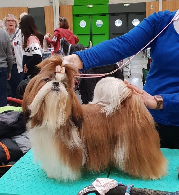 des Pommiers du Pays d'Othe - Paris dog show 13.01.2019