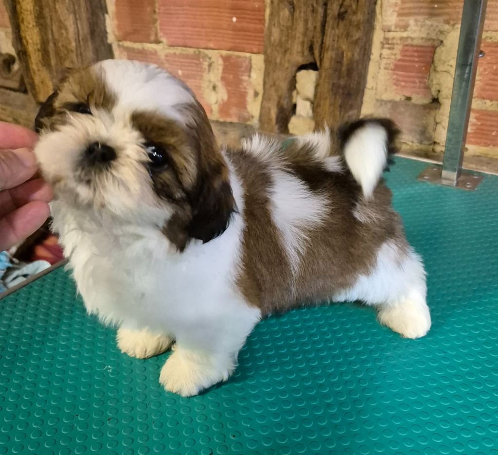 des Pommiers du Pays d'Othe - Chiots disponibles - Shih Tzu