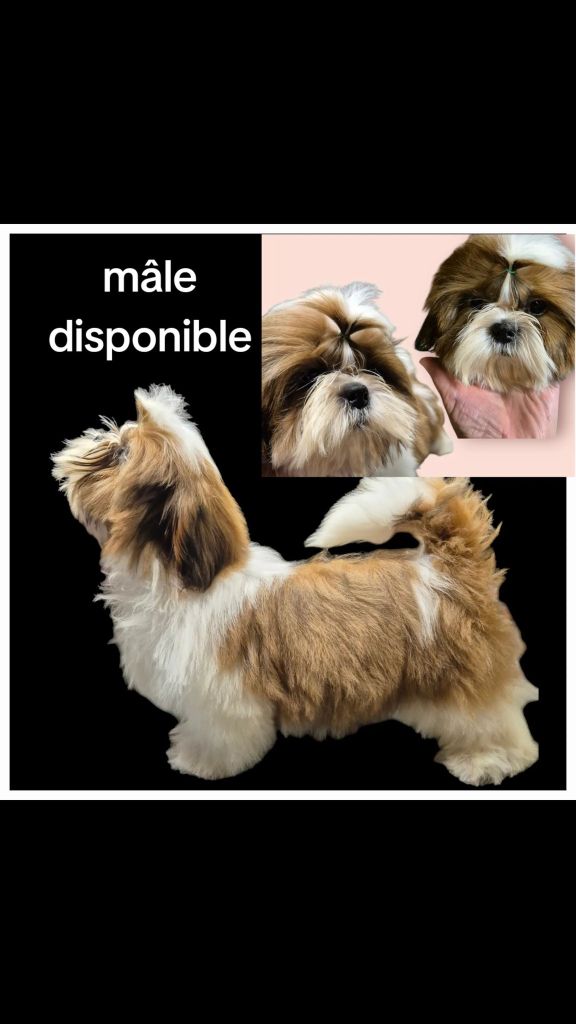 des Pommiers du Pays d'Othe - Chiots disponibles - Shih Tzu