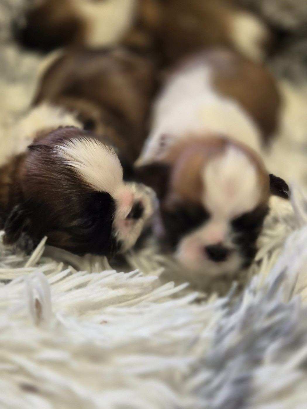 des Pommiers du Pays d'Othe - Chiots disponibles - Shih Tzu