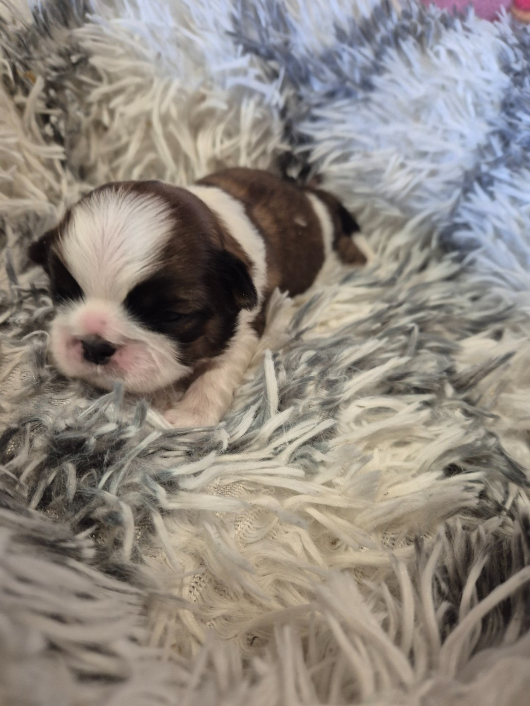 des Pommiers du Pays d'Othe - Chiots disponibles - Shih Tzu