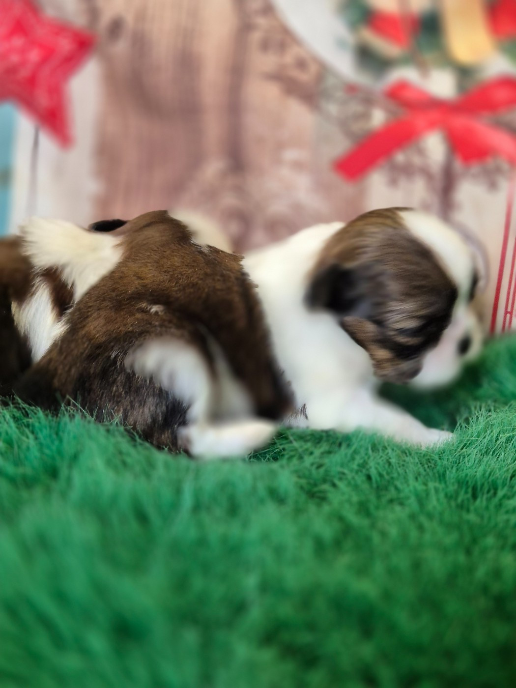 des Pommiers du Pays d'Othe - Chiots disponibles - Shih Tzu