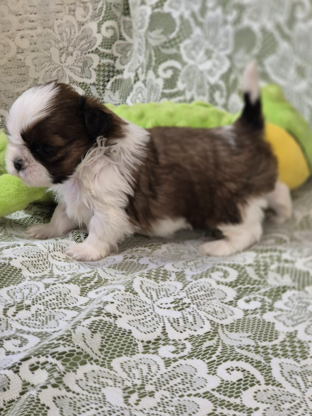 des Pommiers du Pays d'Othe - Chiots disponibles - Shih Tzu