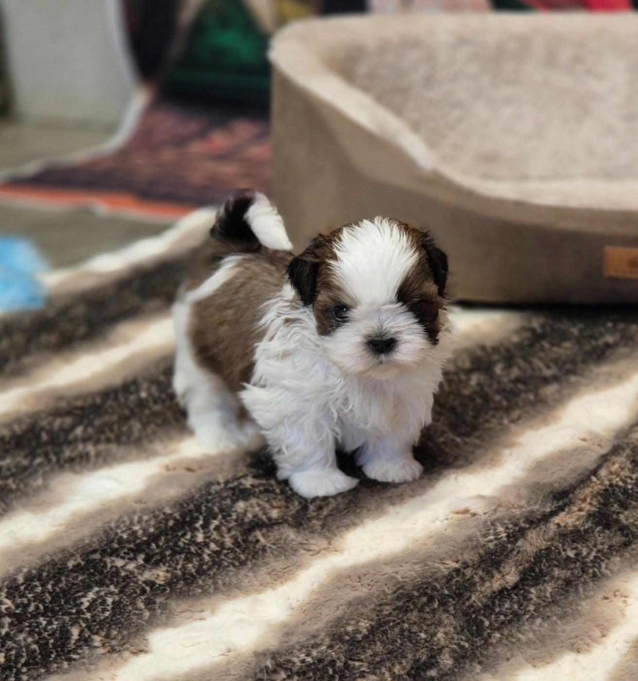 des Pommiers du Pays d'Othe - Chiots disponibles - Shih Tzu