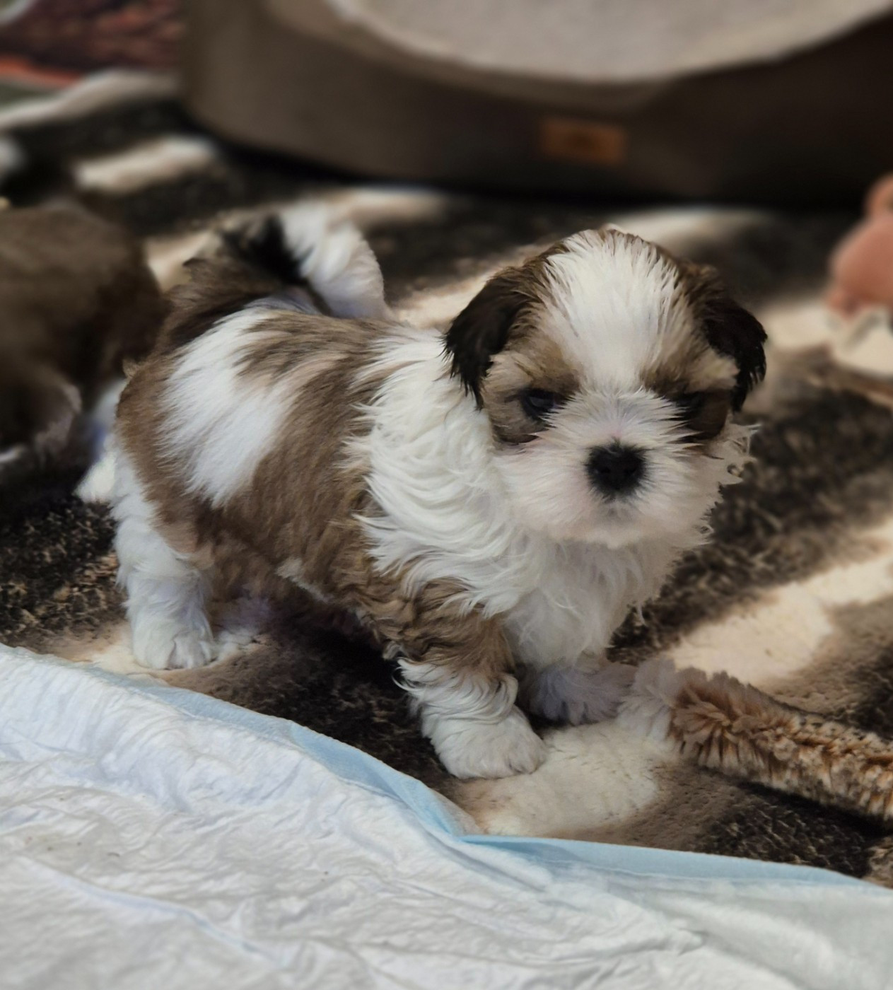 des Pommiers du Pays d'Othe - Chiots disponibles - Shih Tzu