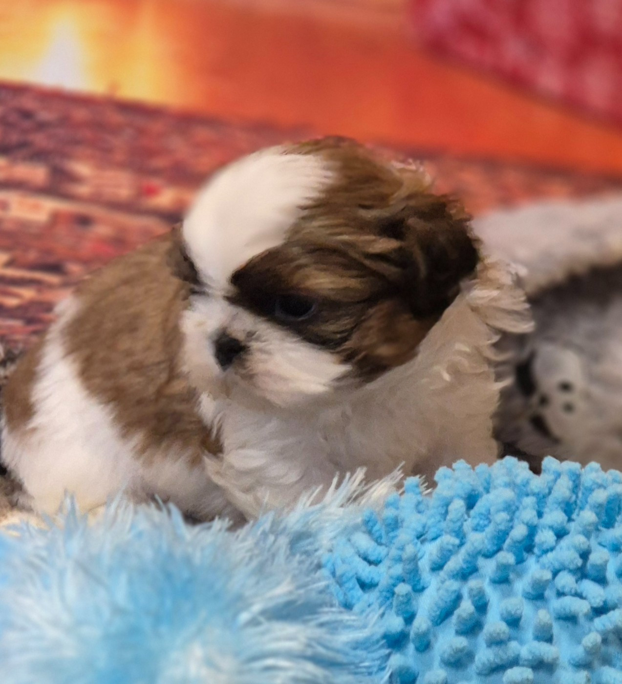 des Pommiers du Pays d'Othe - Chiots disponibles - Shih Tzu