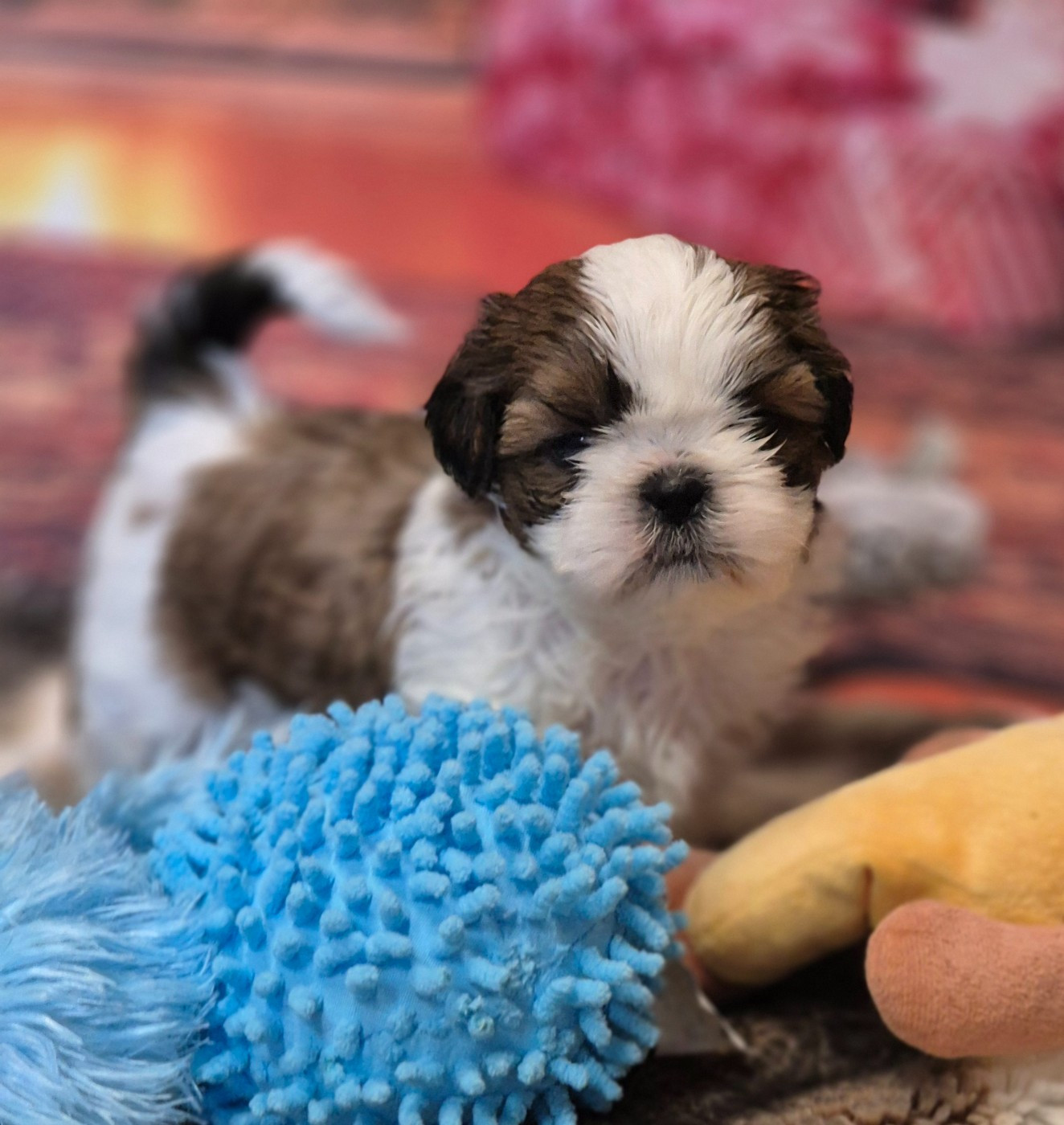 des Pommiers du Pays d'Othe - Chiots disponibles - Shih Tzu