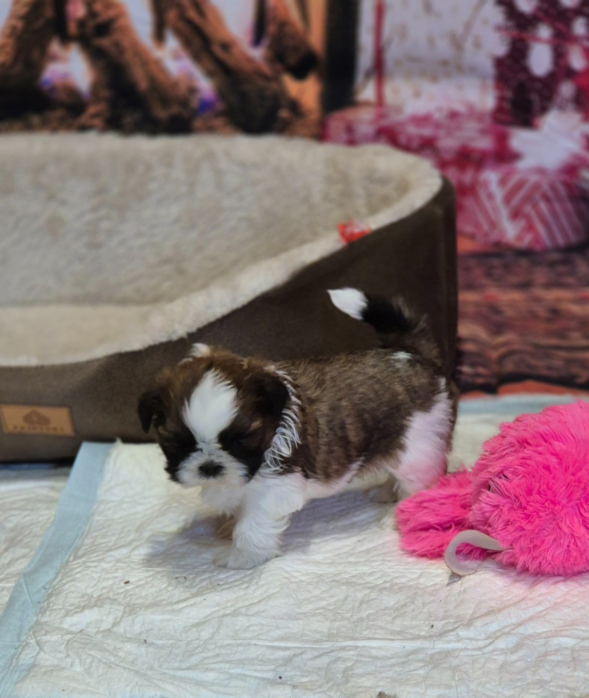 des Pommiers du Pays d'Othe - Chiots disponibles - Shih Tzu