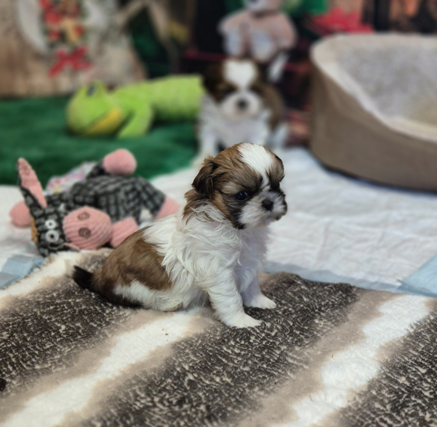 des Pommiers du Pays d'Othe - Chiots disponibles - Shih Tzu
