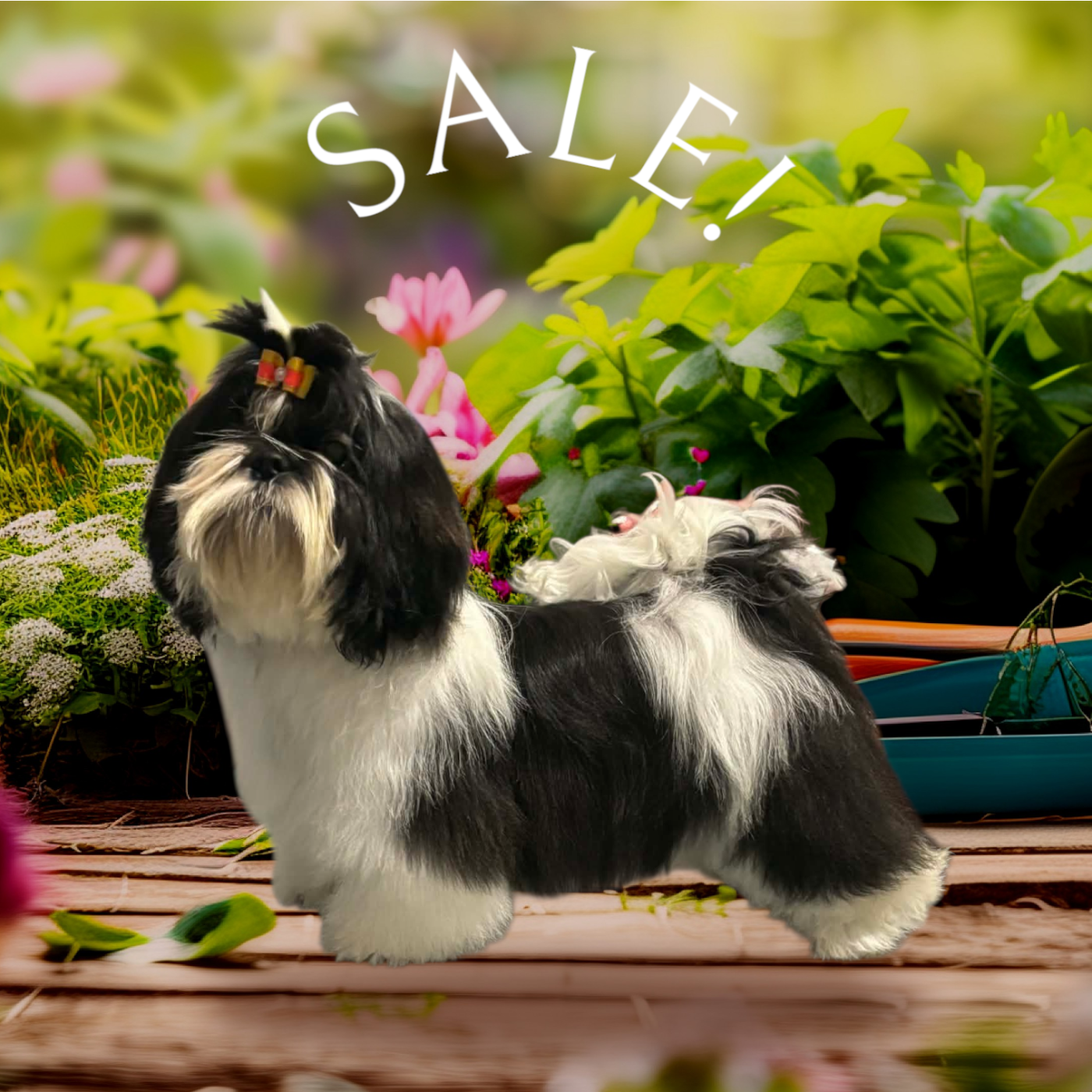 des Pommiers du Pays d'Othe - Chiots disponibles - Shih Tzu