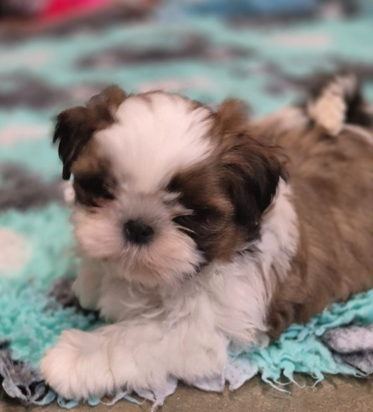 des Pommiers du Pays d'Othe - Chiots disponibles - Shih Tzu