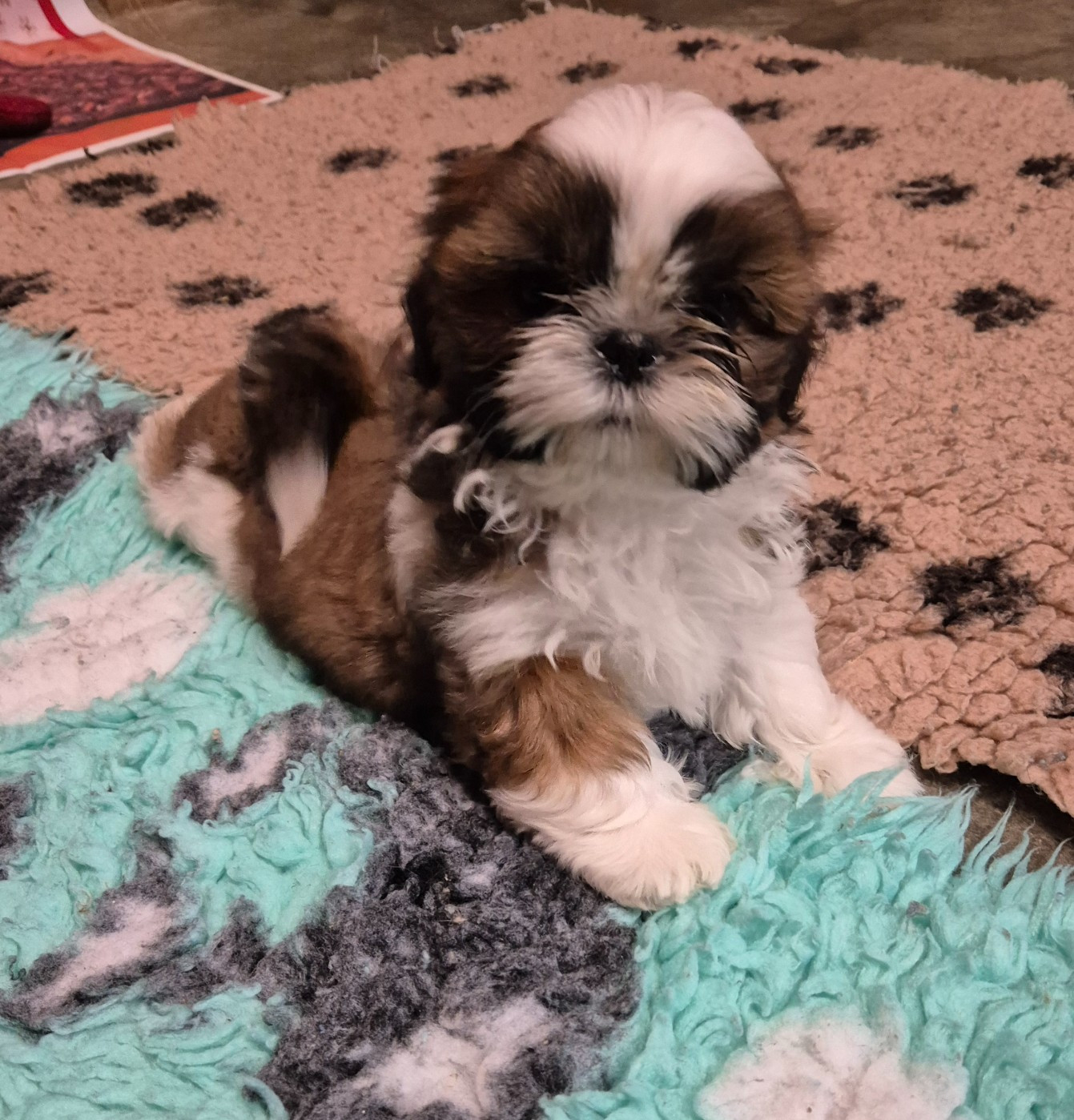 des Pommiers du Pays d'Othe - Chiots disponibles - Shih Tzu