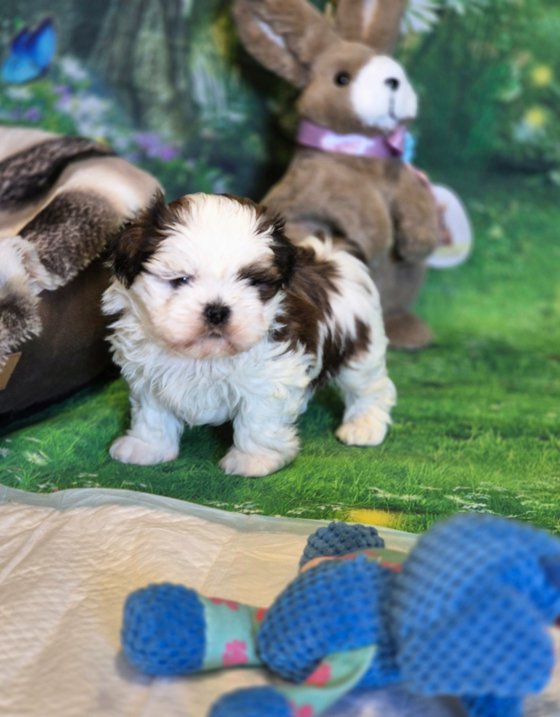 des Pommiers du Pays d'Othe - Chiots disponibles - Shih Tzu