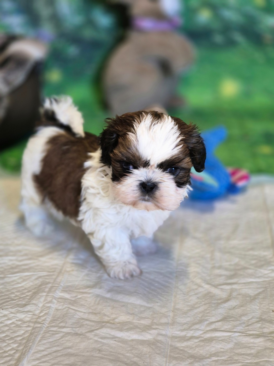 des Pommiers du Pays d'Othe - Chiots disponibles - Shih Tzu