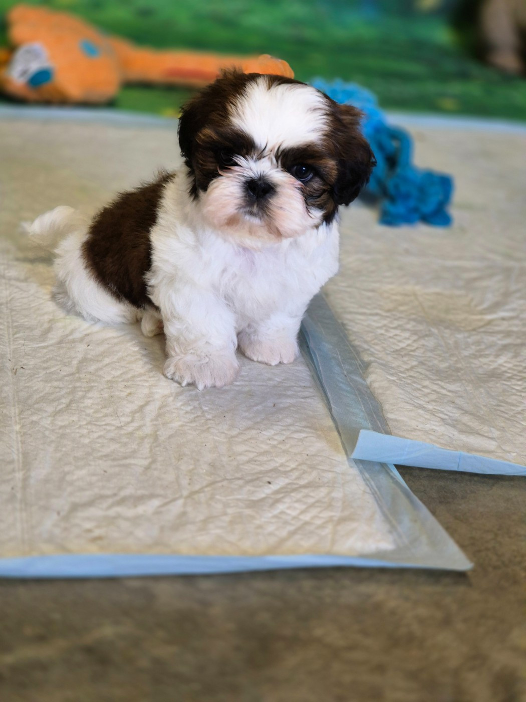 des Pommiers du Pays d'Othe - Chiots disponibles - Shih Tzu