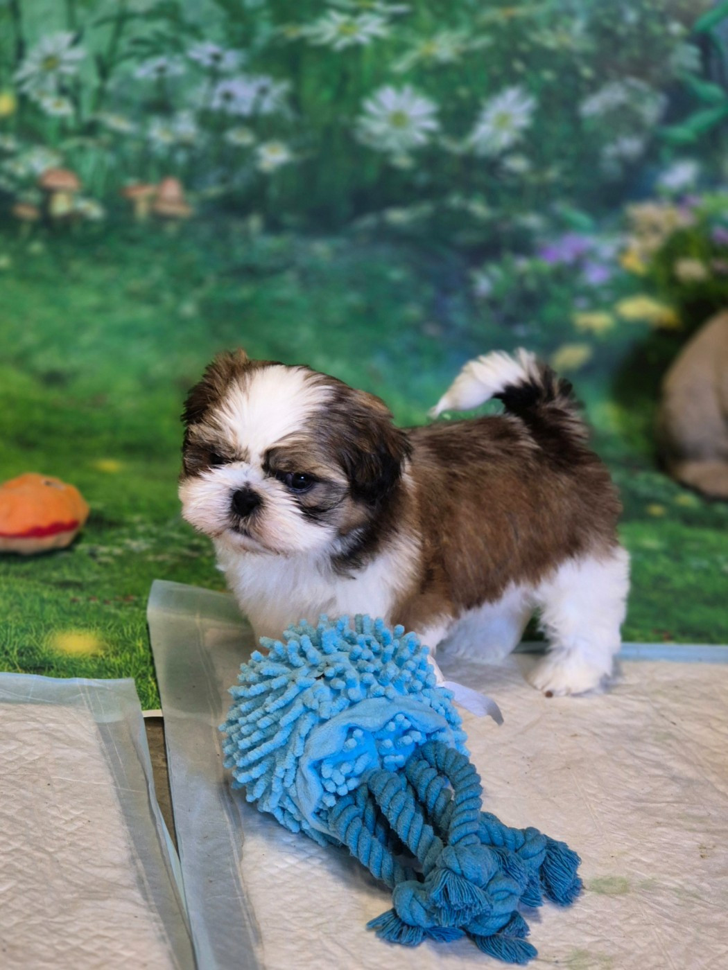 des Pommiers du Pays d'Othe - Chiots disponibles - Shih Tzu