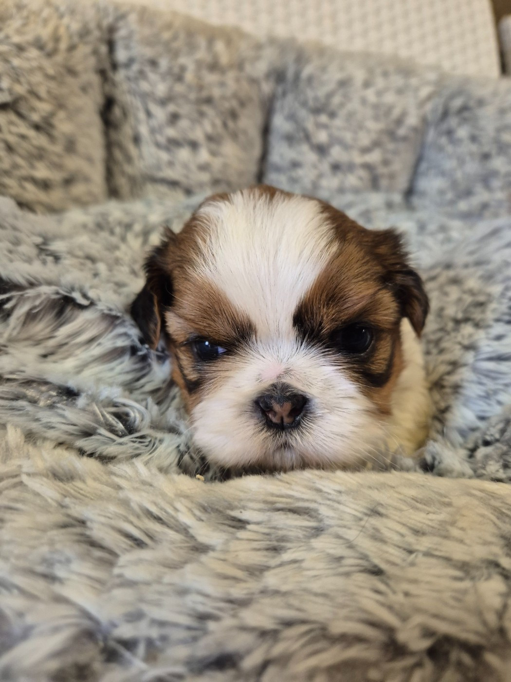 des Pommiers du Pays d'Othe - Chiots disponibles - Shih Tzu