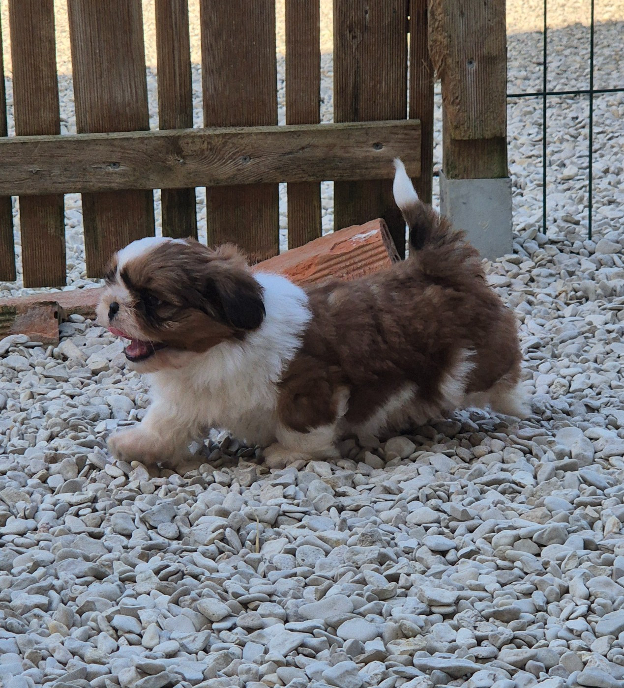 des Pommiers du Pays d'Othe - Chiots disponibles - Shih Tzu