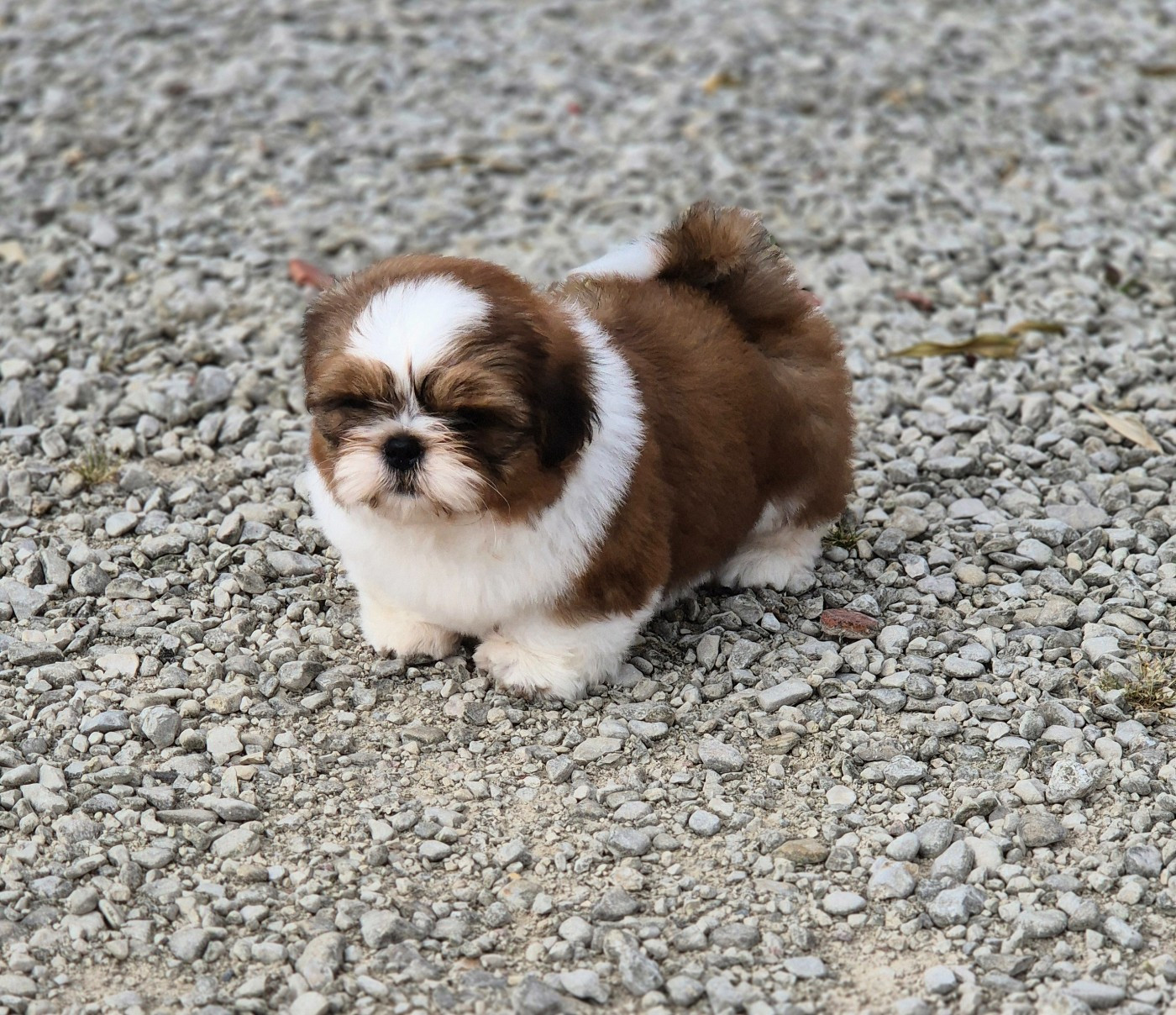 des Pommiers du Pays d'Othe - Chiots disponibles - Shih Tzu