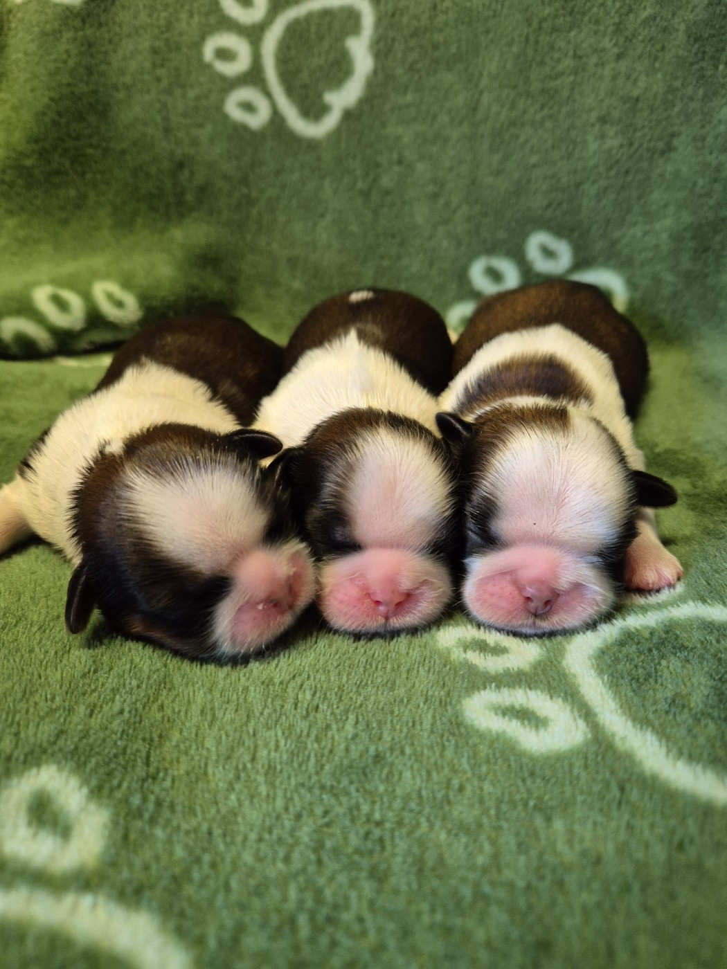des Pommiers du Pays d'Othe - Chiots disponibles - Shih Tzu