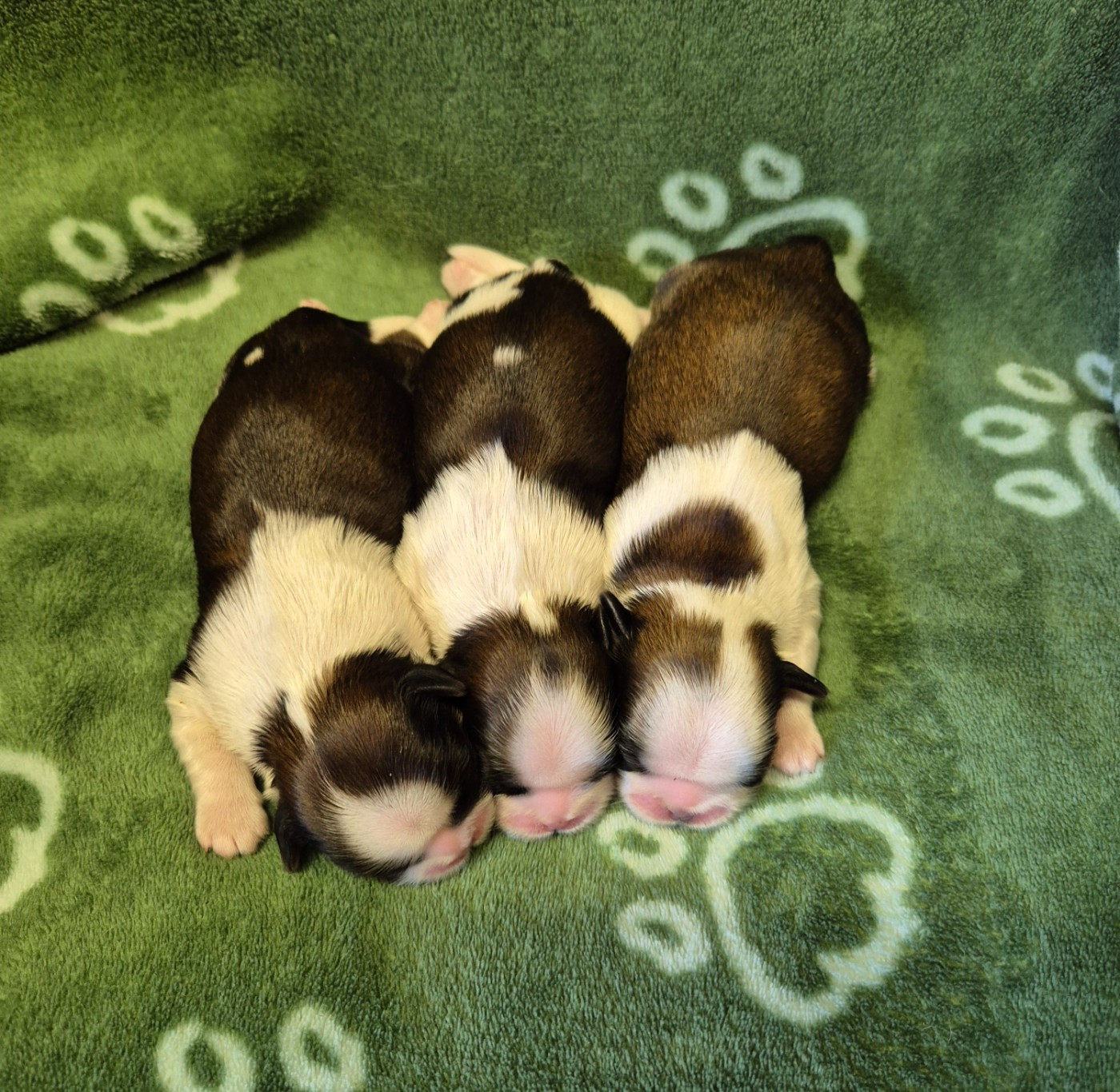des Pommiers du Pays d'Othe - Chiots disponibles - Shih Tzu
