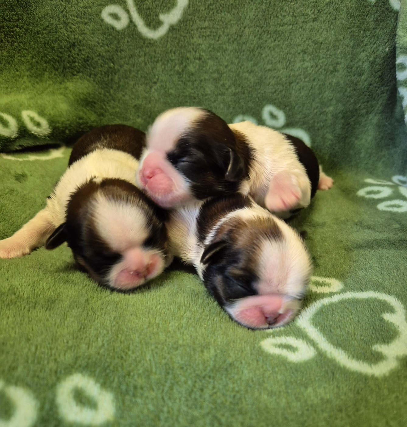 des Pommiers du Pays d'Othe - Chiots disponibles - Shih Tzu
