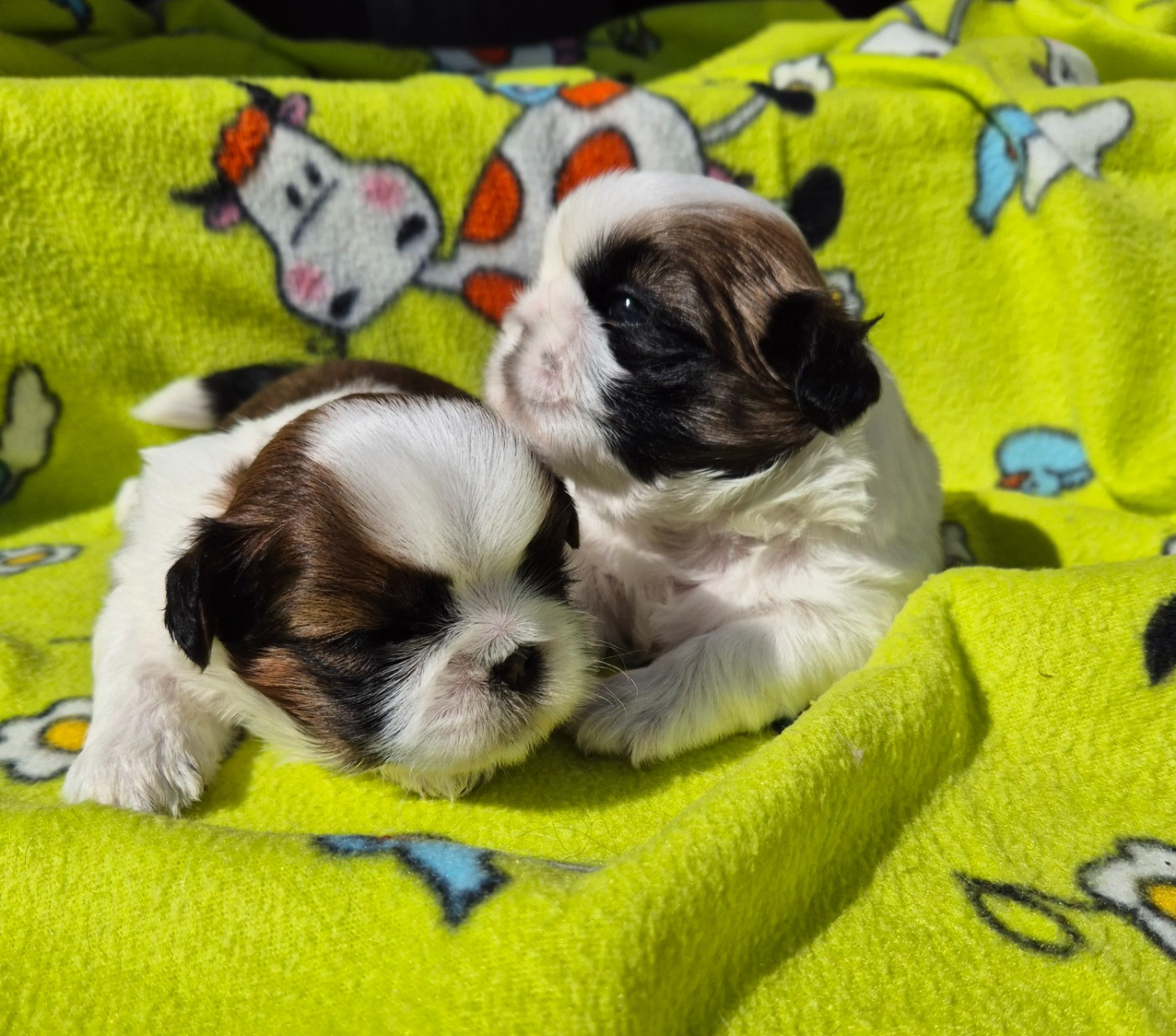 des Pommiers du Pays d'Othe - Chiots disponibles - Shih Tzu