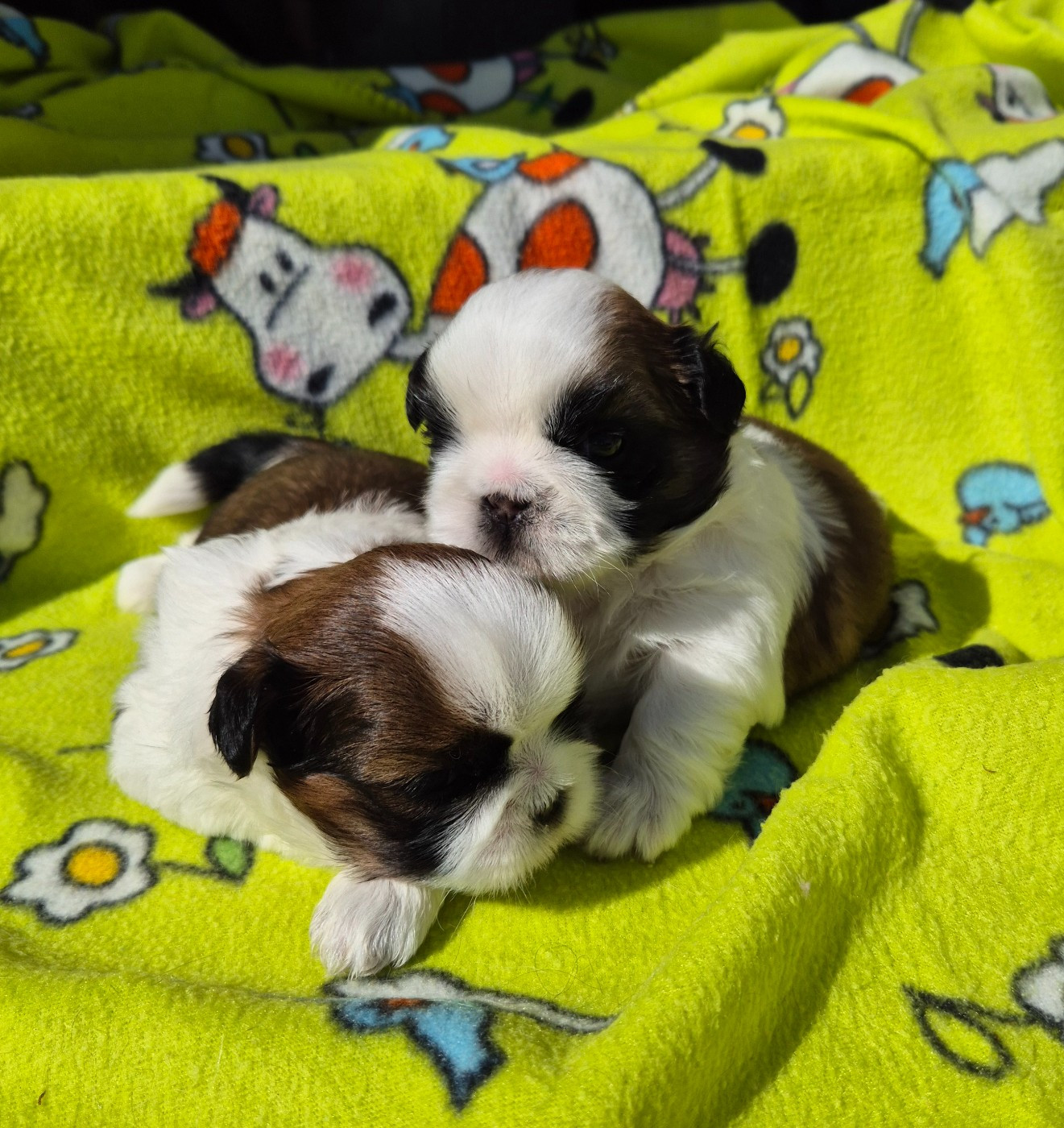 des Pommiers du Pays d'Othe - Chiots disponibles - Shih Tzu