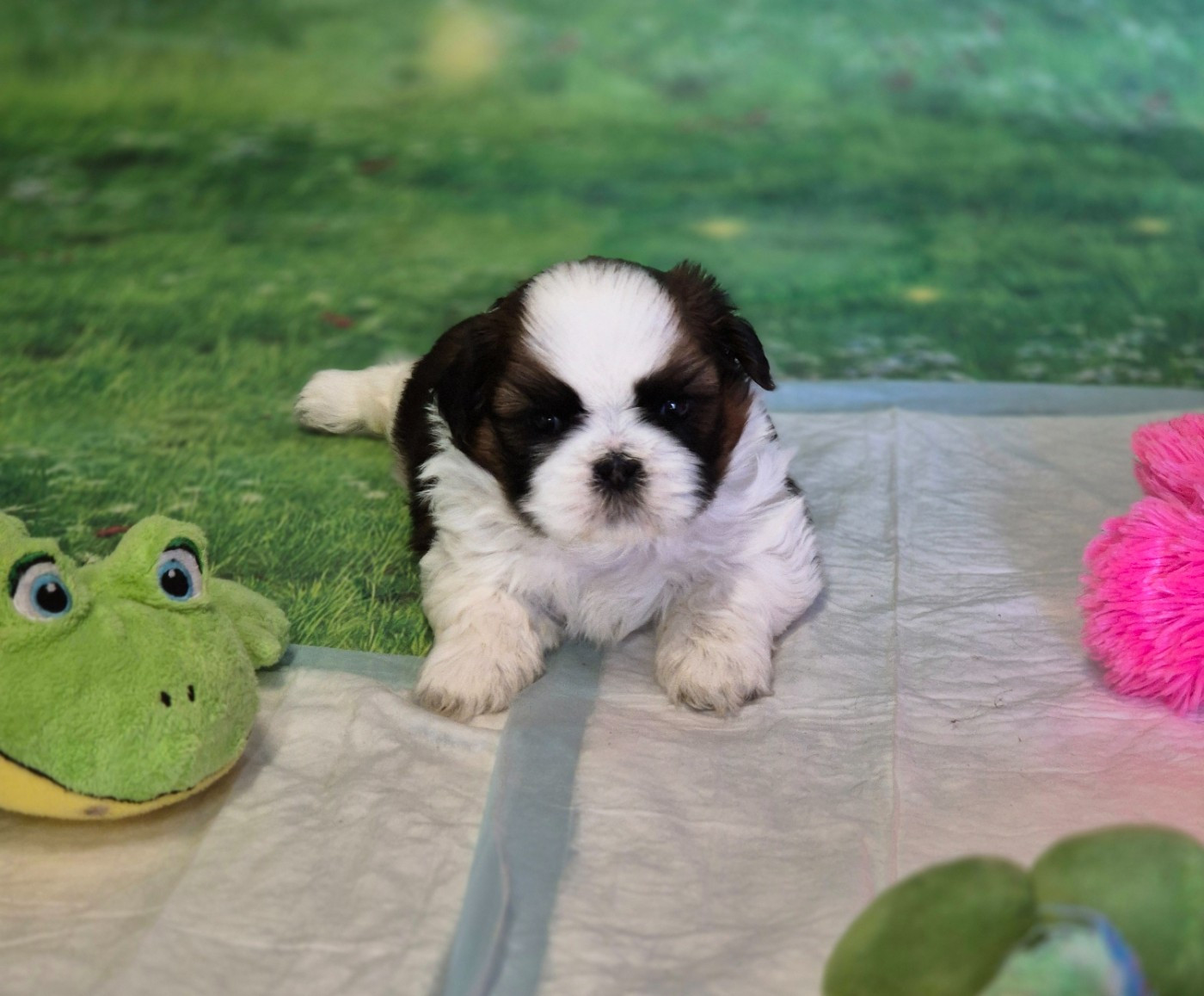 des Pommiers du Pays d'Othe - Chiots disponibles - Shih Tzu