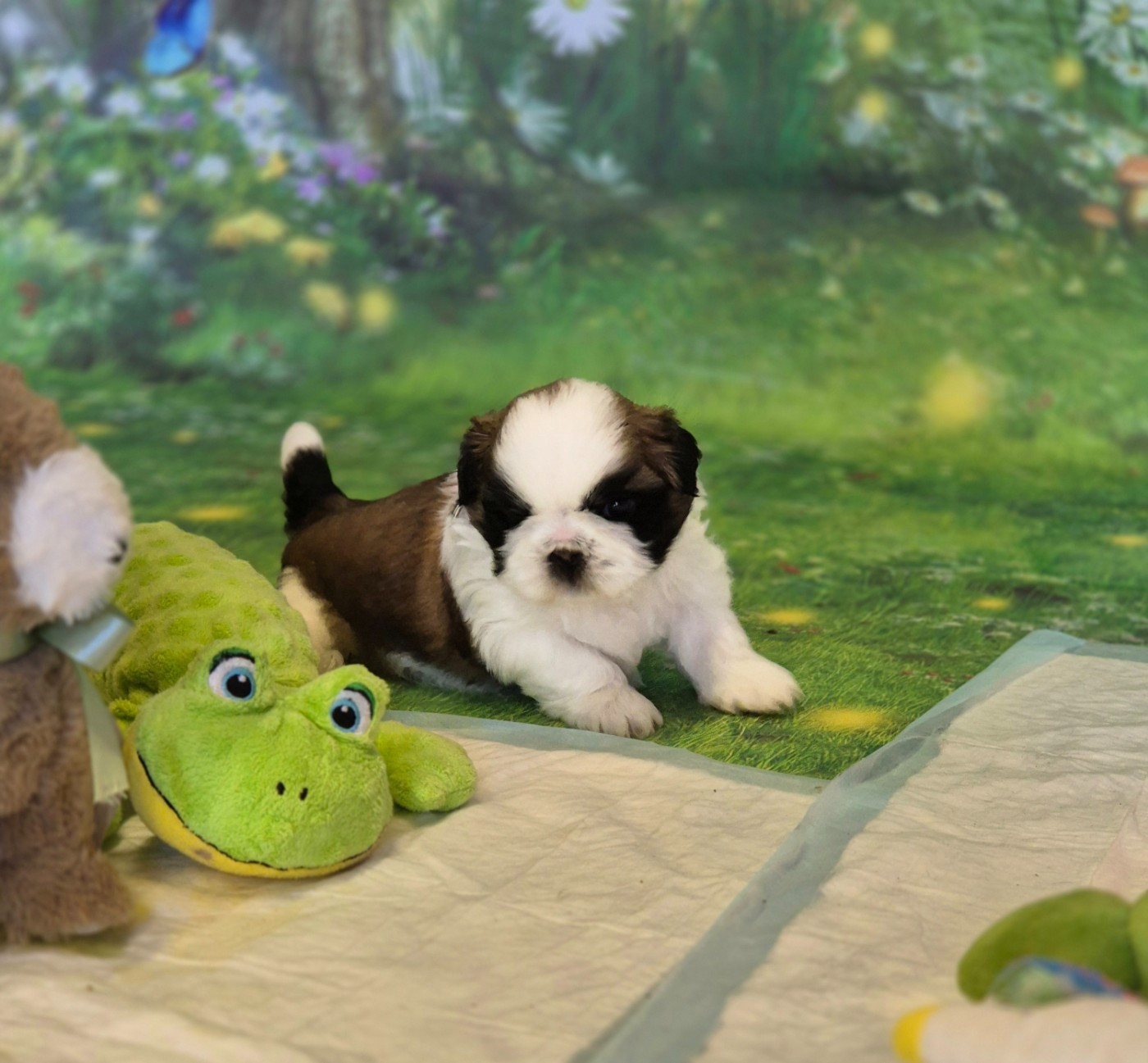 des Pommiers du Pays d'Othe - Chiots disponibles - Shih Tzu